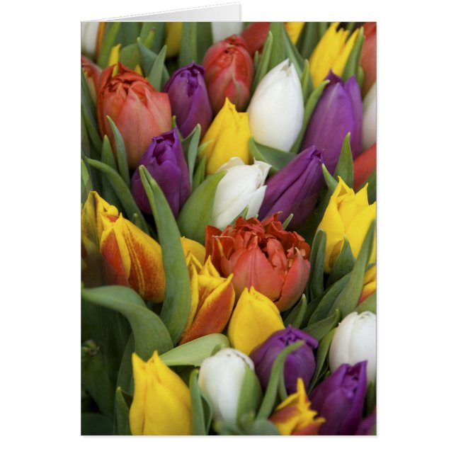 Nederländerna, Sydholland, Amsterdam Hälsningskort (Framsidan)