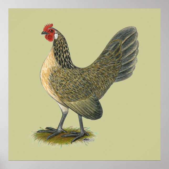Nederländska bananer: Blue Quail Hen Poster (Framsidan)