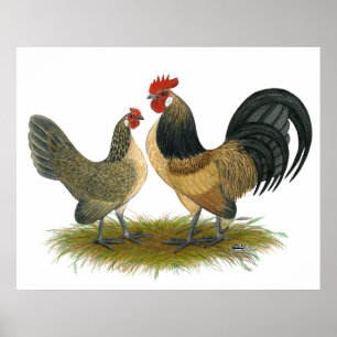 Nederländska bananer: Blue Quail Poster