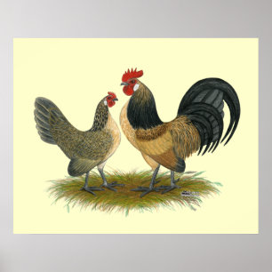 Nederländska Bantam: Blue Quail Poster