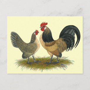 Nederländska Bantam:  Blue Quail Vykort