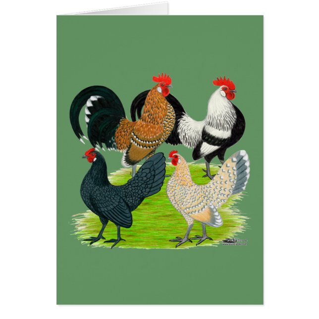 Nederländska Bantam-kvartetten OBS Kort (Framsidan)