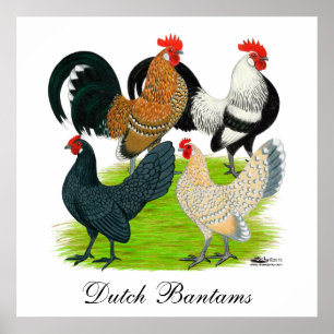 Nederländska Bantam-kvartetten Poster