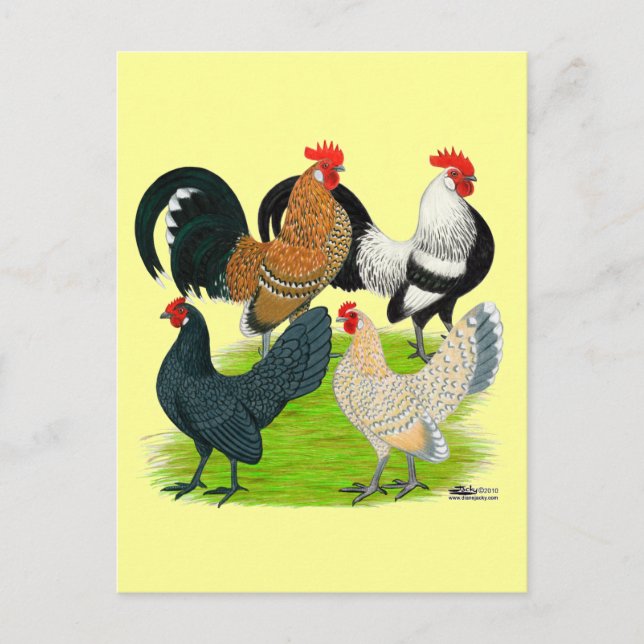 Nederländska Bantam-kvartetten Vykort (Framsida)
