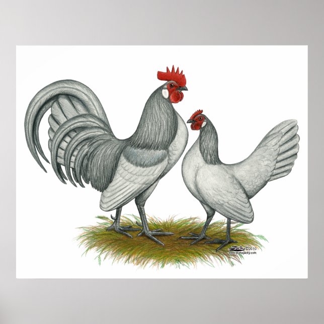 Nederländska Bantam: Self Blue Poster (Framsidan)
