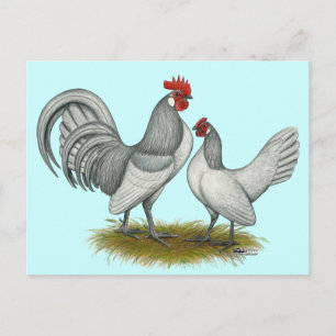 Nederländska Bantam: Self Blue Vykort