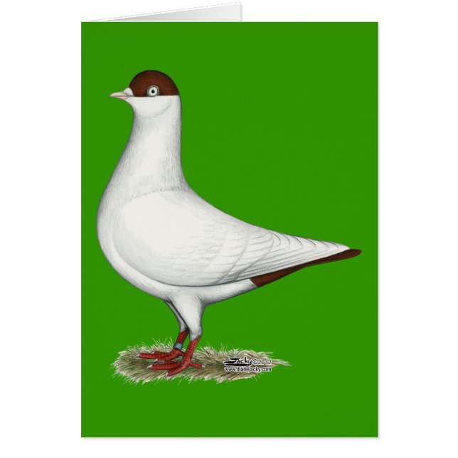 Nederländska Helmet Pigeon OBS Kort (Framsidan)