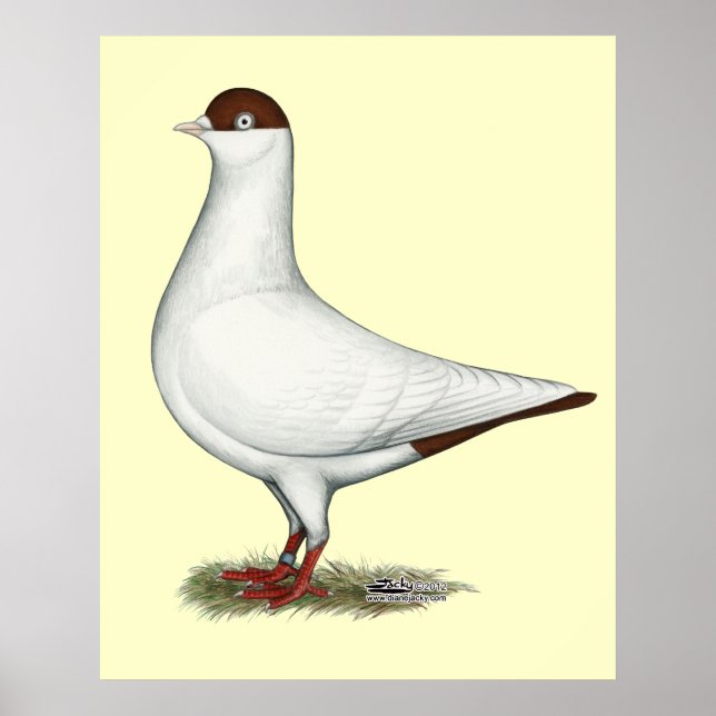 Nederländska Helmet Pigeon Poster (Framsidan)