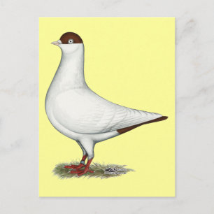 Nederländska Helmet Pigeon Vykort