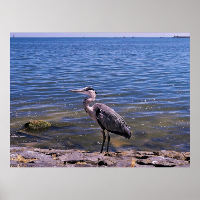 Nederländska Heron Poster (Framsidan)