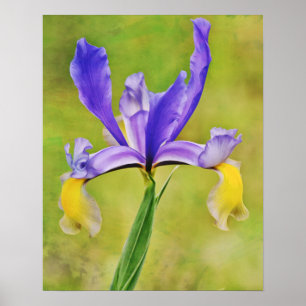 Nederländska Iris Flower Photographic Art Print Poster