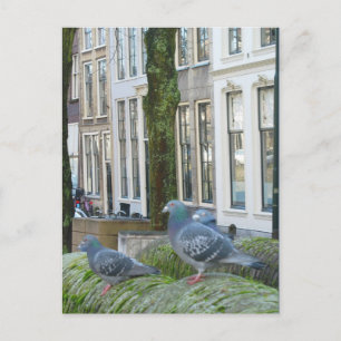 Nederländska kanal- och pigeons-vykort vykort