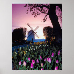 Nederländska Kvarn i Sunset i Holland Poster
