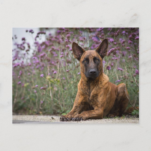 Nederländska shepherd- Flowers Vykort (Framsida)