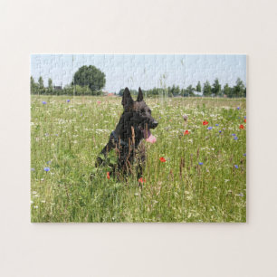 Nederländska Shepherd hund i fält Pussel
