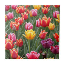 Nederländska tulpaner kakelplatta