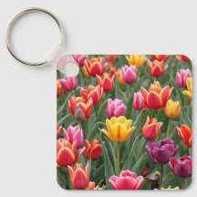 Nederländska tulpaner