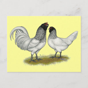 Nederländska Uggla Beard Chickens Vykort