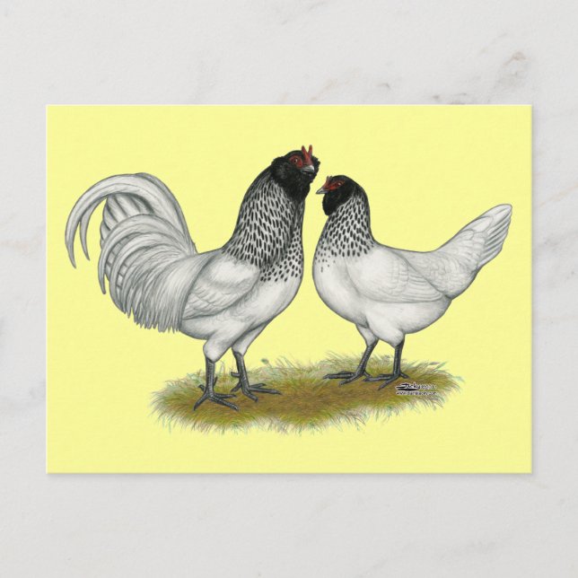 Nederländska Uggla Beard Chickens Vykort (Framsida)