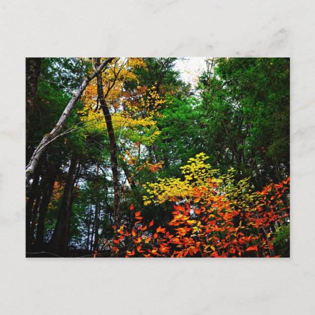 Nedgång i ny England-vykort Vykort (Framsida)