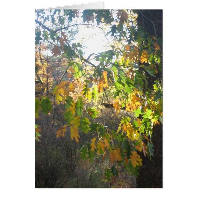 Nedgångfärg Hälsningskort (Framsidan)