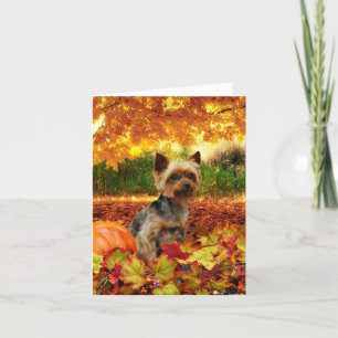 Nedgångthanksgiving - Tucker - Yorkie Helgkort