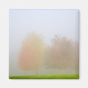 Nedgångträd som döljas i mist magnet