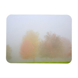 Nedgångträd som döljas i mist magnet