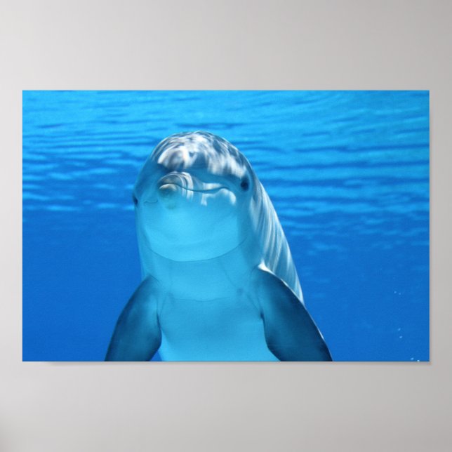 Nedstängd av Dolphin ansikte Poster (Framsidan)