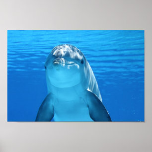 Nedstängning av Dolphin ansikte Poster
