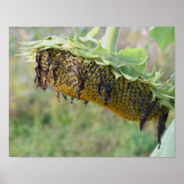 Nedtonad solrosa stäng uppåt poster