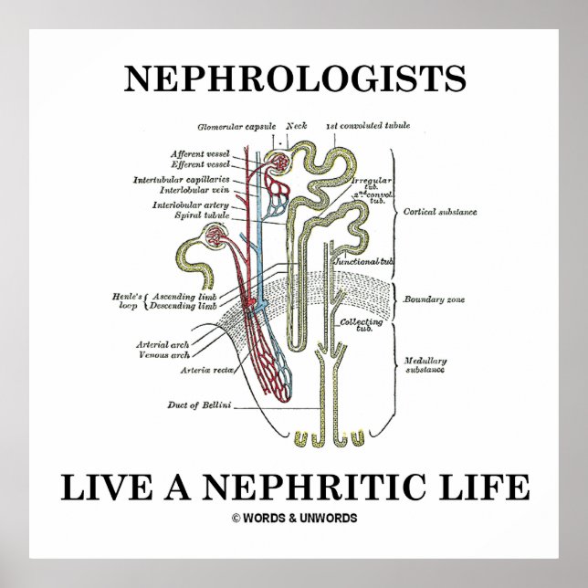 Nefrologer lever ett nefritiskt liv (Nephron) Poster (Framsidan)