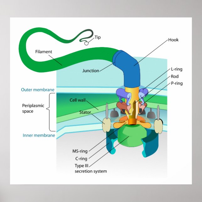 Negativt Gram - bakteriellt flaggellumdiagram Poster (Framsidan)
