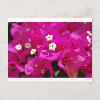 Negril, Jamaica Vykort