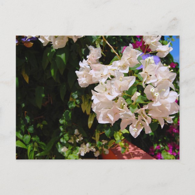 Negril, Jamaica Vykort (Framsida)