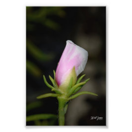 Neil Jones Photography - Birth of a Ro Fototryck
