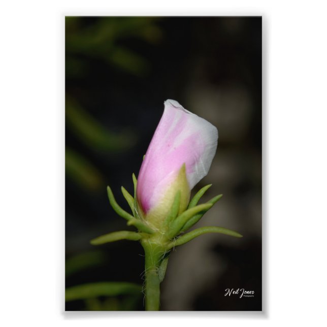 Neil Jones Photography - Birth of a Ro Fototryck (Framsidan)