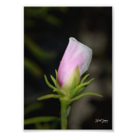 Neil Jones Photography - Birth of a Ro Fototryck