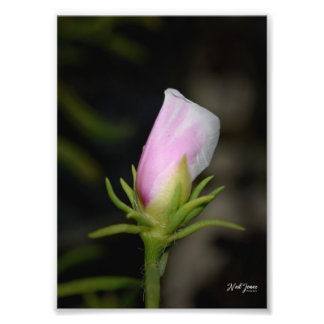 Neil Jones Photography - Birth of a Ro Fototryck