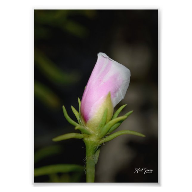 Neil Jones Photography - Birth of a Ro Fototryck (Framsidan)