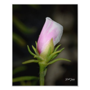 Neil Jones Photography - Birth of a Ro. Fototryck