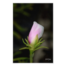 Neil Jones Photography - En ros födelse Fototryck