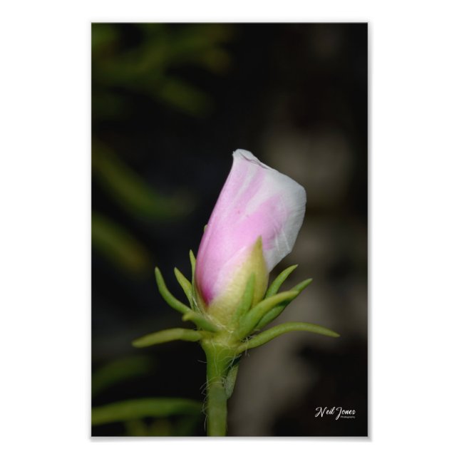 Neil Jones Photography - En ros födelse Fototryck (Framsidan)