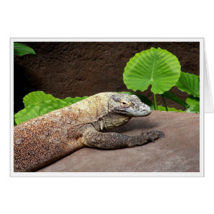 "Nej, det är Komodo!" OBS Kort