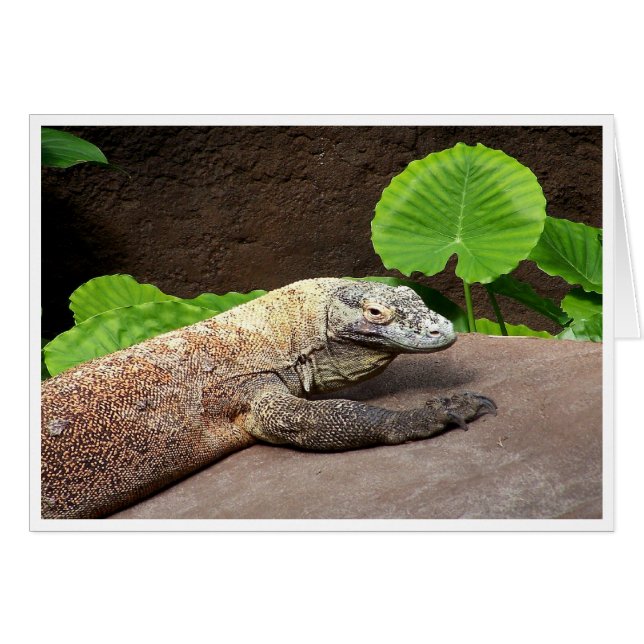 "Nej, det är Komodo!" OBS Kort (Framsidan Horizontal)
