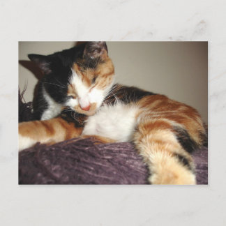 Nej, jag stänger bara ögonen! vykort