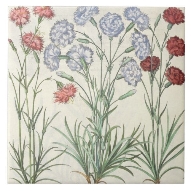 Nejlikor: 1.Caryophyllus multiplexöverför Kakelplatta (Framsidan)