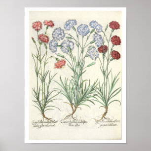 Nejlikor: 1.Caryophyllus multiplexöverför Poster