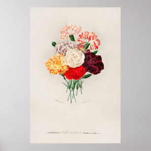 Nejlikor (Dianthus caryophyllus) Poster
