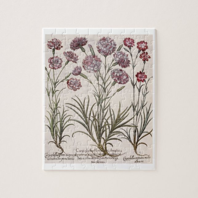 Nejlikor: majore för flore 1.Caryophyllus; 2. Pussel (Vertikal)